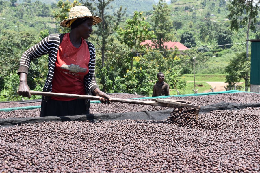 Uganda overtakes Ethiopia to become Africa’s top coffee exporter
