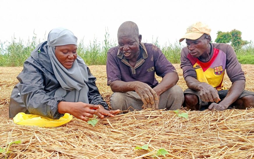 Climate-Smart Vegetable Seeds Set to Boost Smallholder Resilience in Sahel and West Africa