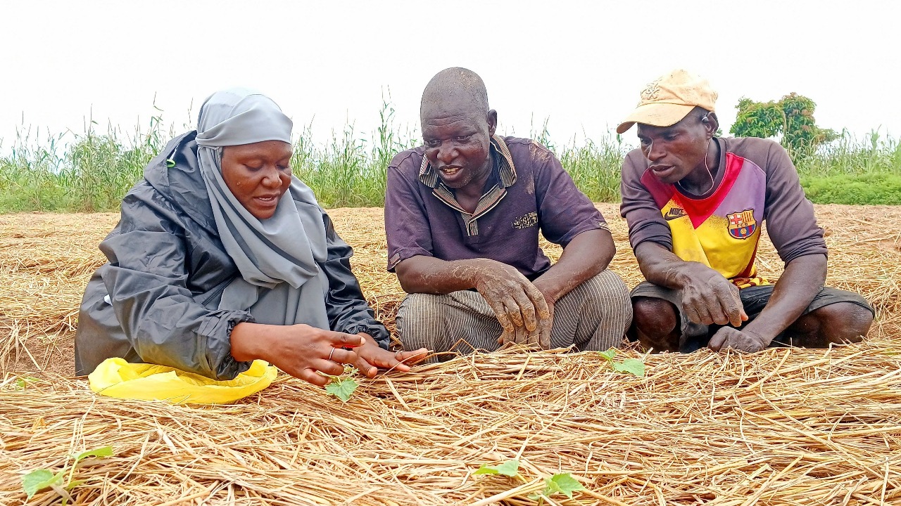 Climate-Smart Vegetable Seeds Set to Boost Smallholder Resilience in Sahel and West Africa
