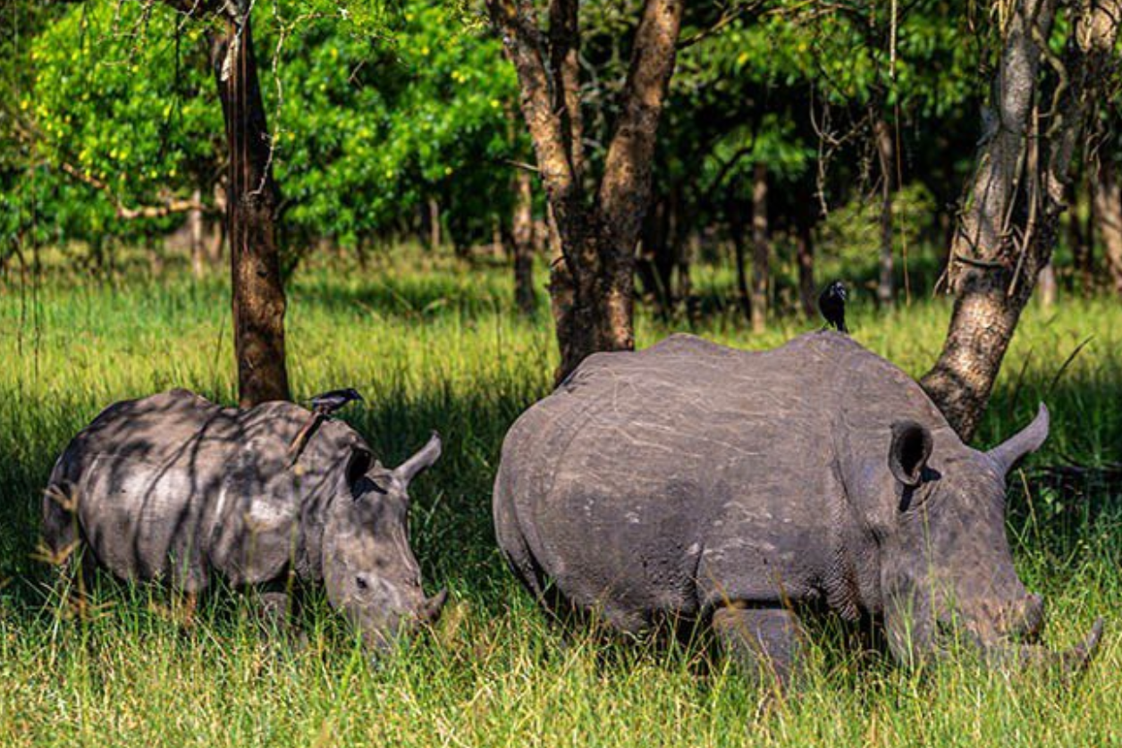 Uganda to Host Rhino Naming Ceremony as $11M Conservation Campaign Hits Major Milestone