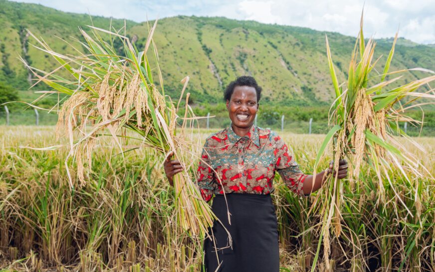CNOOC Program: High-Yield Rice Harvest Boosts Food Security in Kikuube