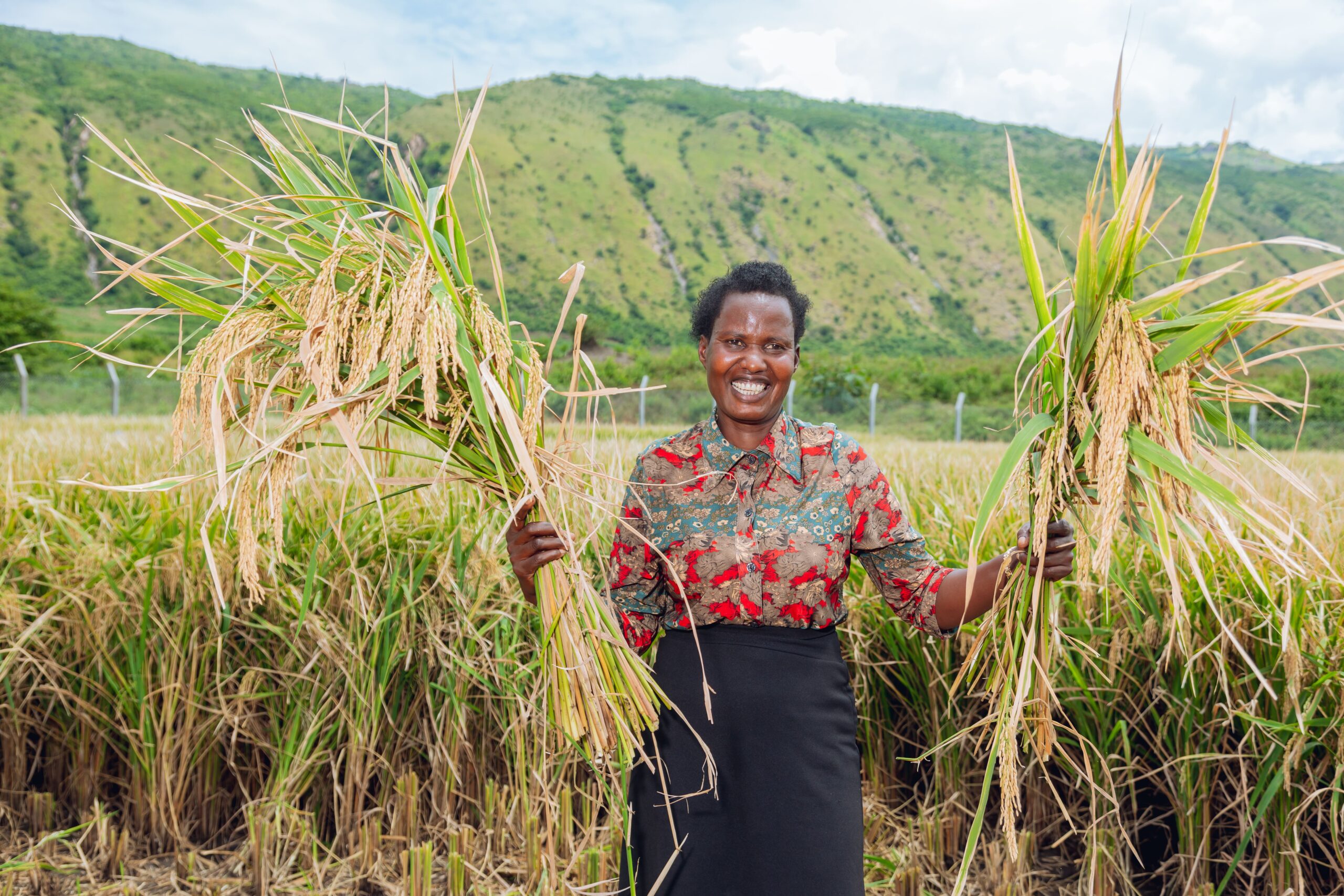 CNOOC Program: High-Yield Rice Harvest Boosts Food Security in Kikuube
