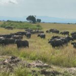 buffaloes