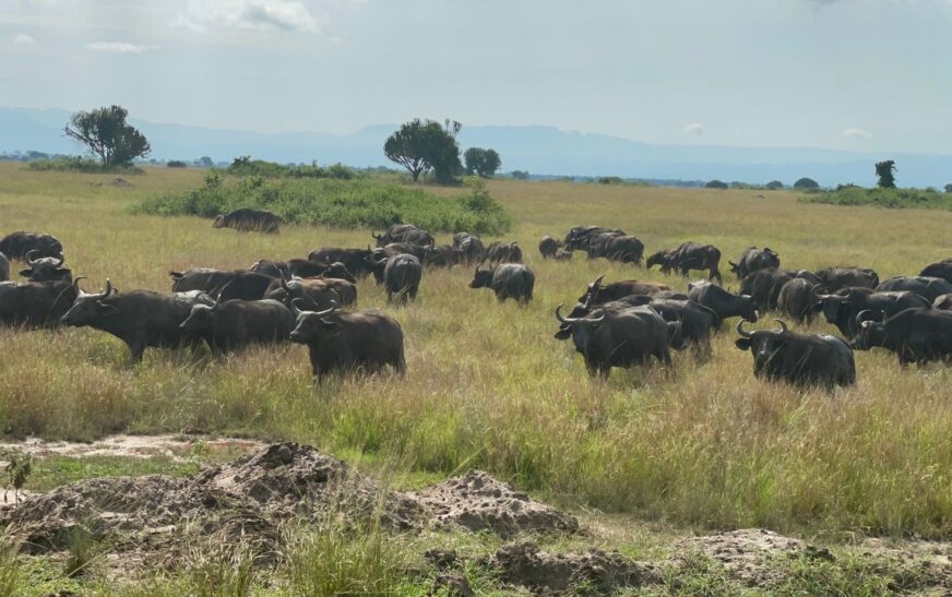 Gov’t official kills Four Buffaloes in Queen Elizabeth National Park