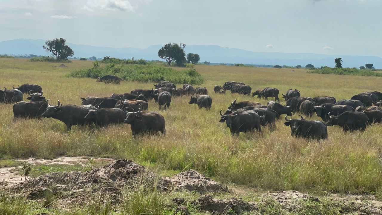 Gov’t official kills Four Buffaloes in Queen Elizabeth National Park
