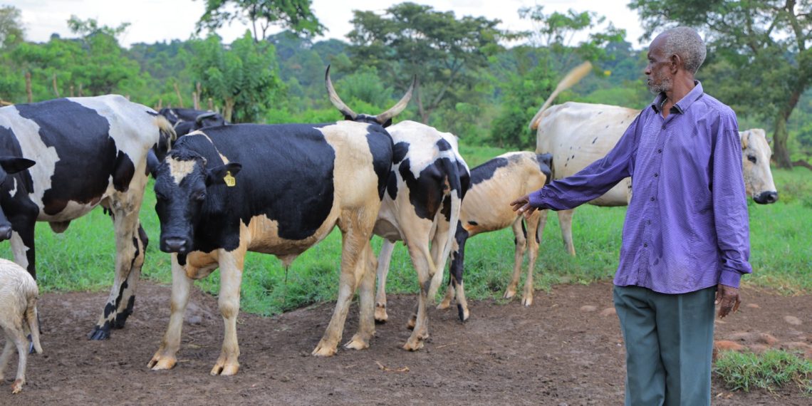 Nakaseke Farmers Partner with Heifer International to Boost Dairy Production