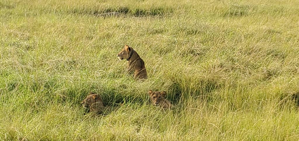 Three lions killed in Queen Elizabeth National Park