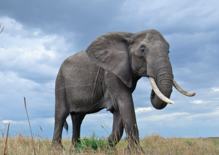 Uganda Intensifies Crackdown on Ivory Trafficking with 154kg Seizure