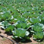 Cabbages