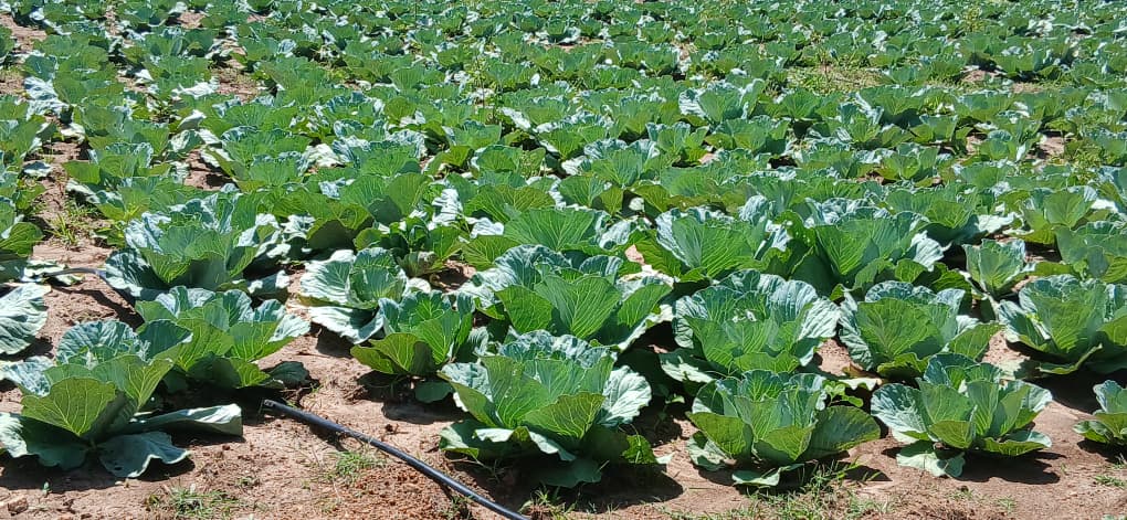 Uganda’s Youth Hold the Key to Agricultural Transformation, Says Arshad Rab