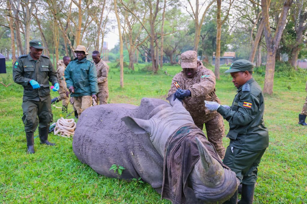 Rhinos Return to Kidepo After 43 Years in Landmark Conservation Move