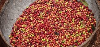 Uganda’s Coffee Exports to China Surge 60% as Focus Turns to Value Addition