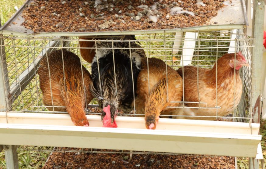 From Family Roots to Regional Enterprise: How Dem Poultry Farm Is Scaling up