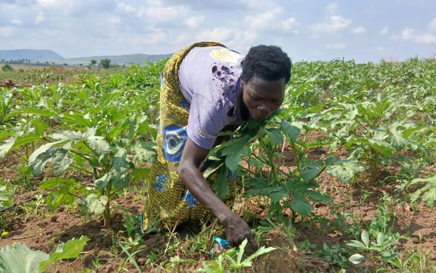 A farmer in Kikuube