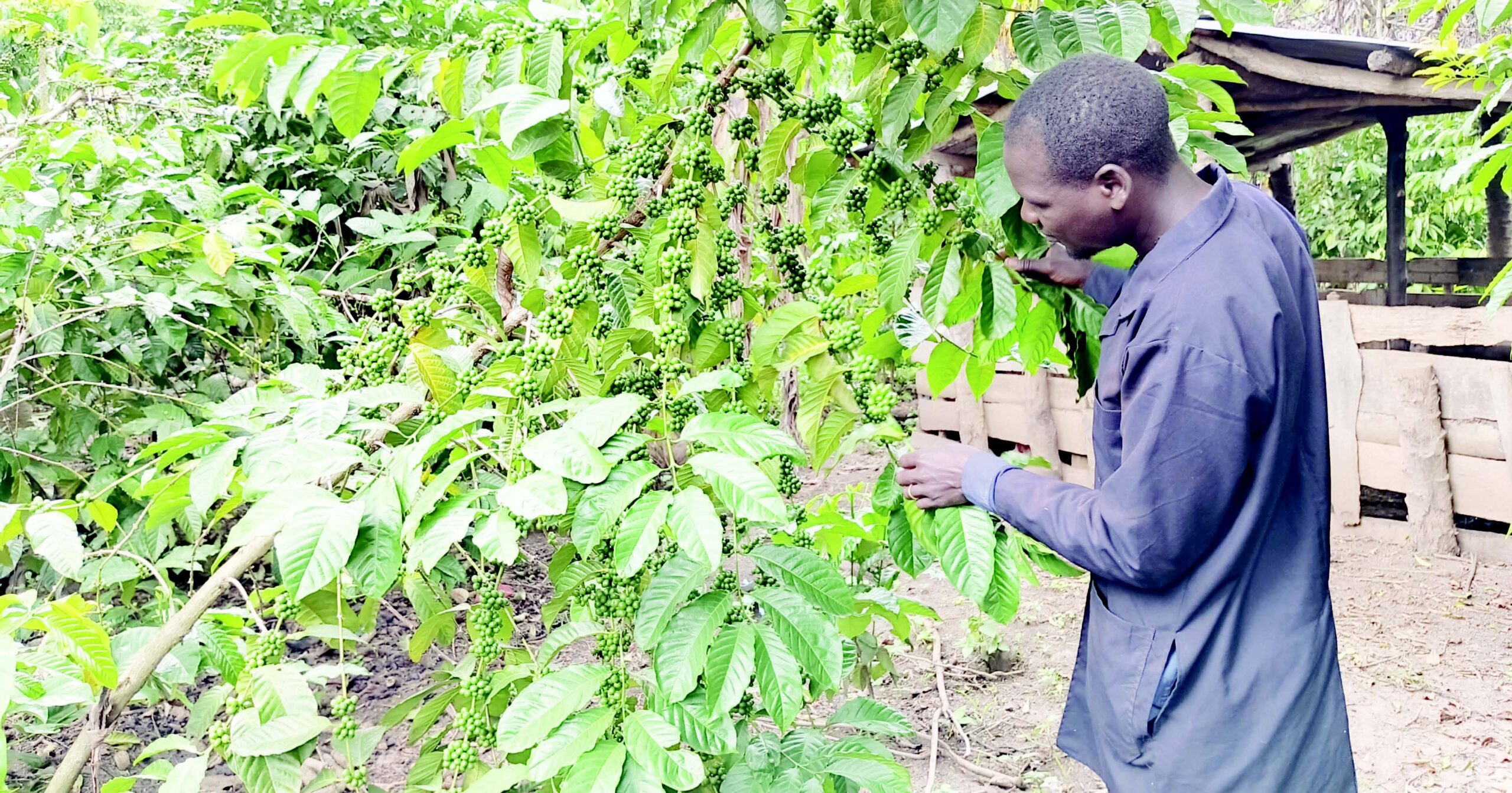 Best Farmers Awards winner Alfred Ojok on transforming northern Uganda’s coffee sector