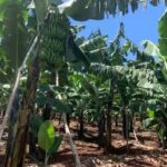 Banana plantation