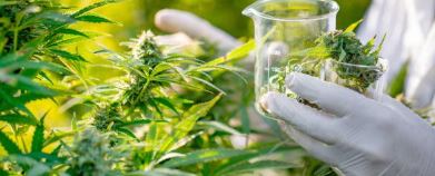Otafiire reacts on Njeru cannabis project