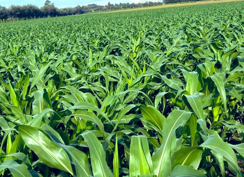 Balanced nutrition key to higher maize yields, says agronomist