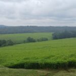 Tea Plantation