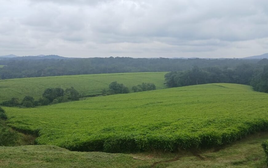 Gov’t to write off Shs 35bn tea factory tax arrears