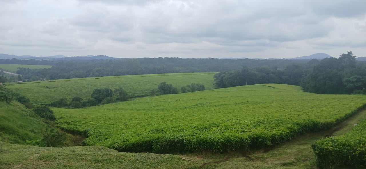 Gov’t to write off Shs 35bn tea factory tax arrears
