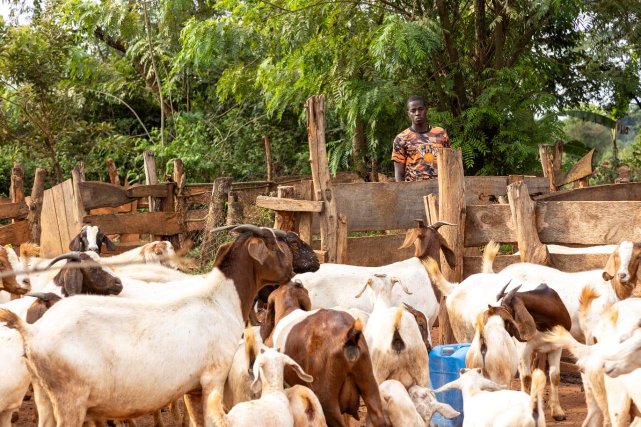 Busoga Youth Turn to Agribusiness as Unemployment Drives Search for Livelihoods