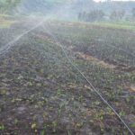 Irrigation