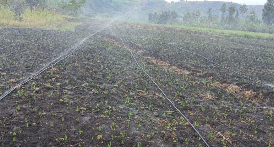 Irrigation